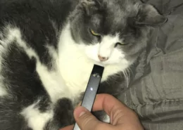 Vape Around Cat