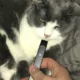 Vape Around Cat