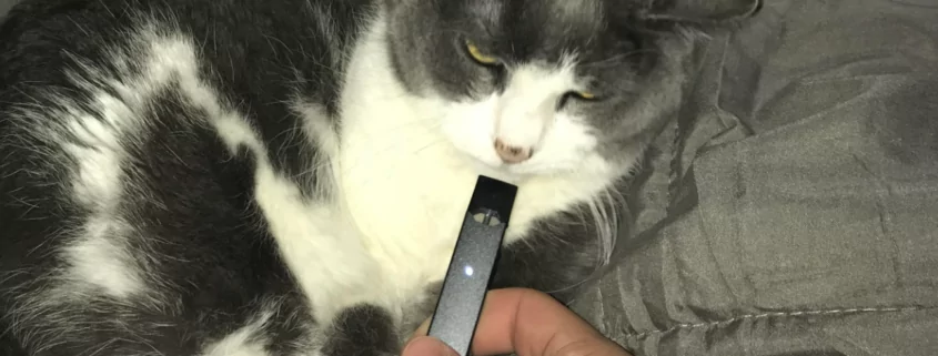 Vape Around Cat