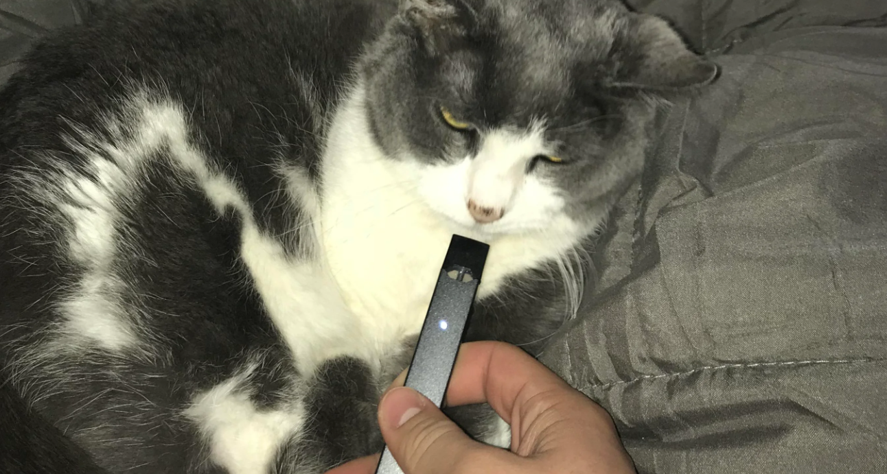elf bar vape uk Is It Safe to Vape Around Cats