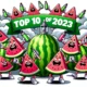 1698008254 Top 10 Watermelon Disposable Vape