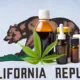 california cannabis vape law compliance