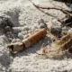 Florida law allows smoking bans beaches