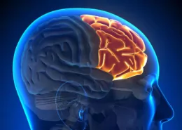 Nicotine brain harm study