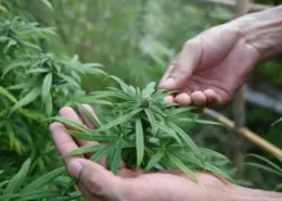 Colombia cannabis legalization
