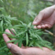 Colombia cannabis legalization