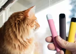 Vaping Around Cats Safety