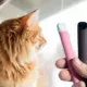 Vaping Around Cats Safety