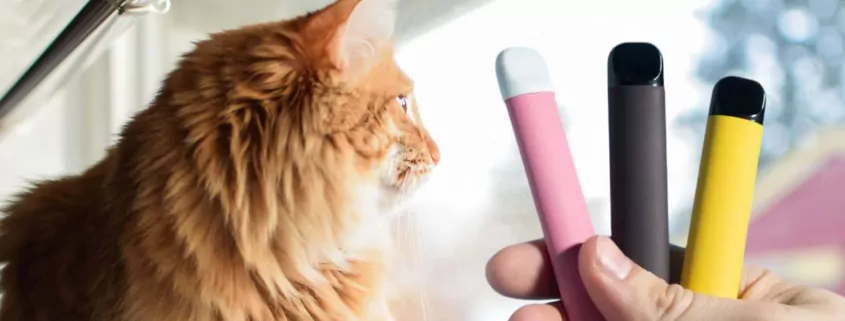 Vaping Around Cats Safety