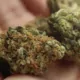 Check Before Buying Cannabis Strain
