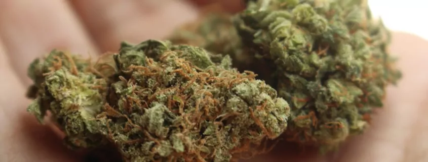 Check Before Buying Cannabis Strain