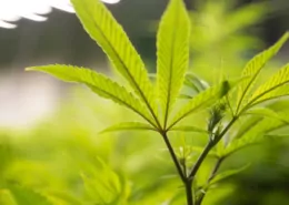Texas Senate Passes Revised THC Ban Bill (SB 5) 4 Texas THC Ban