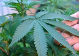 Driving High in Missouri: How Police Detect Marijuana DUI 4 Missouri Marijuana Driving Law