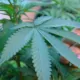 Driving High in Missouri: How Police Detect Marijuana DUI 22 Missouri Marijuana Driving Law