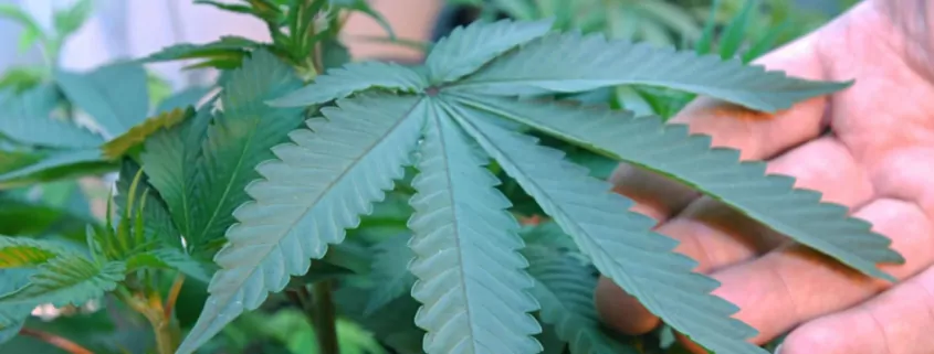 Driving High in Missouri: How Police Detect Marijuana DUI 1 Missouri Marijuana Driving Law
