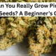 Can You Really Grow Pineapple Seeds? A Beginner’s Guide 18 1757924843 image