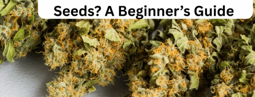 Can You Really Grow Pineapple Seeds? A Beginner’s Guide 1 1757924843 image