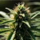 Hemp Flower In Focus