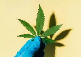 The Unseen Effects of CBD on the Teenage Brain: A Warning 5 CBD Teenage Brain