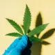 The Unseen Effects of CBD on the Teenage Brain: A Warning 18 CBD Teenage Brain