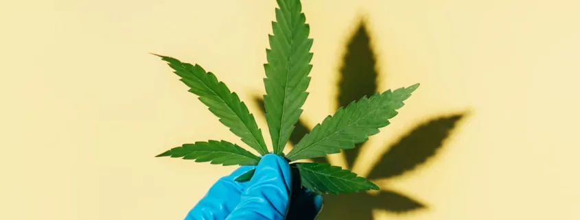 The Unseen Effects of CBD on the Teenage Brain: A Warning 1 CBD Teenage Brain