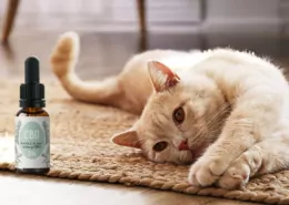 Study Reveals CBD + CBDA Paste Improves Mobility in Cats 8 CBD for Cats, Feline Mobility Study