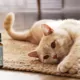 Study Reveals CBD + CBDA Paste Improves Mobility in Cats 17 CBD for Cats, Feline Mobility Study
