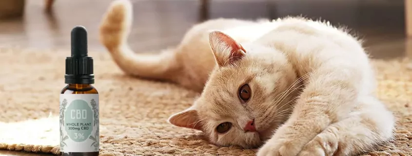Study Reveals CBD + CBDA Paste Improves Mobility in Cats 1 CBD for Cats, Feline Mobility Study