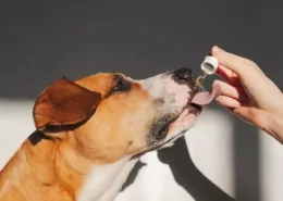 Study Finds CBD Supplements May Reduce Aggression in Dogs 8 CBD for Dogs, Canine Aggression