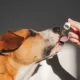 Study Finds CBD Supplements May Reduce Aggression in Dogs 19 CBD for Dogs, Canine Aggression