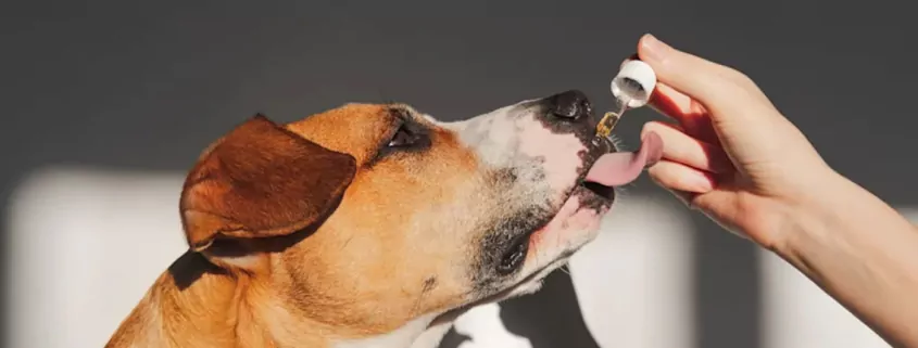 Study Finds CBD Supplements May Reduce Aggression in Dogs 1 CBD for Dogs, Canine Aggression