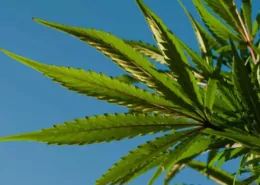 Florida Bill Seeks to Ban Public Marijuana Smoking & Vaping 6 Florida Marijuana Ban, Public Smoking Law