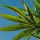 Florida Bill Seeks to Ban Public Marijuana Smoking & Vaping 16 Florida Marijuana Ban, Public Smoking Law