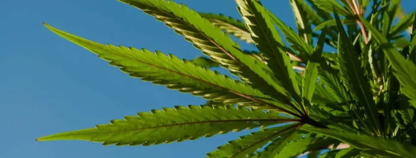 Florida Bill Seeks to Ban Public Marijuana Smoking & Vaping 1 Florida Marijuana Ban, Public Smoking Law