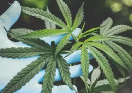 Will Marijuana Be Rescheduled in 2026? Predictions & Analysis 6 Hemp vs Cannabis, Difference Between Hemp and Marijuana