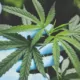 Will Marijuana Be Rescheduled in 2026? Predictions & Analysis 19 Hemp vs Cannabis, Difference Between Hemp and Marijuana