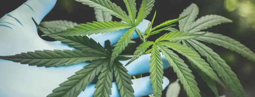 Will Marijuana Be Rescheduled in 2026? Predictions & Analysis 1 Hemp vs Cannabis, Difference Between Hemp and Marijuana