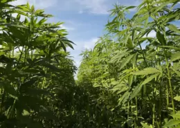 Senate Bill Proposes Regulating Hemp Products Instead of Ban 5 Hemp Regulation Bill, Cannabinoid Safety Act