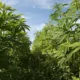 Senate Bill Proposes Regulating Hemp Products Instead of Ban 19 Hemp Regulation Bill, Cannabinoid Safety Act