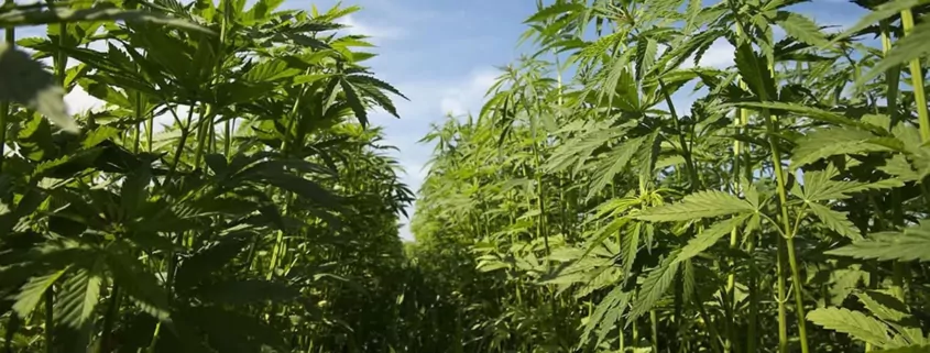 Senate Bill Proposes Regulating Hemp Products Instead of Ban 1 Hemp Regulation Bill, Cannabinoid Safety Act