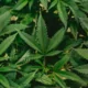 Understanding the Link Between Marijuana Use and Injuries 18 Link Between Marijuana Use and Injuries