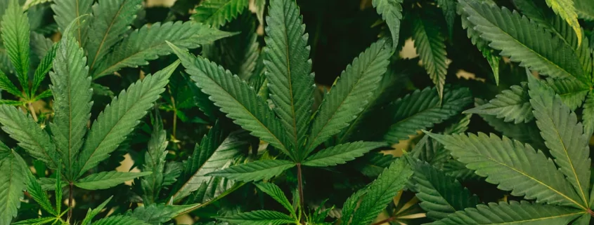 Understanding the Link Between Marijuana Use and Injuries 1 Link Between Marijuana Use and Injuries