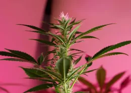 Workplace Cannabis Policy: Zero-Tolerance vs. Impairment 12 Czechia Cannabis Law 2026, Home Cultivation Czech Republic