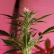 Workplace Cannabis Policy: Zero-Tolerance vs. Impairment 17 Czechia Cannabis Law 2026, Home Cultivation Czech Republic