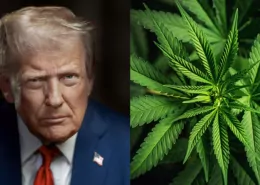 Trump Signs Bill to Recriminalize Hemp: 1-Year Countdown Begins 7 Trump Hemp Ban, Recriminalize Hemp
