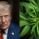 What Does Trump’s Executive Order Actually Do for Marijuana? 16 Trump Hemp Ban, Recriminalize Hemp