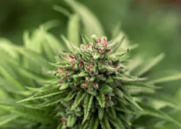 Texas Proposes 13,000% Licensing Fee Hike for Hemp Retailers 7 Texas Hemp Licensing Fee, Consumable Hemp Regulation