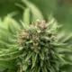 Texas Hemp Smokable Ban: New Total THC Rules and Fee Hikes 19 Texas Hemp Licensing Fee, Consumable Hemp Regulation