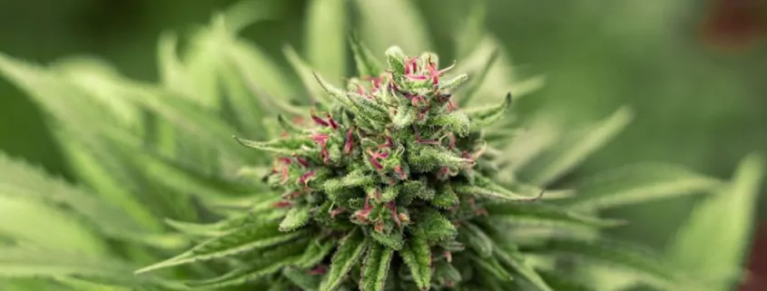 Texas Proposes 13,000% Licensing Fee Hike for Hemp Retailers 1 Texas Hemp Licensing Fee, Consumable Hemp Regulation