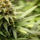Standard THC Unit: New Study Defines "Safe" Cannabis Limits 14 Standard THC Unit, Cannabis Use Disorder